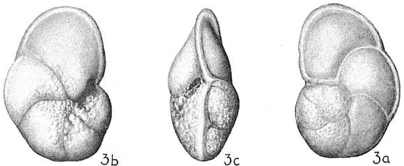 Image of Globorotalia tumida (Brady 1877)