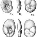 Image of Lamarckina haliotidea (Heron-Allen & Earland 1911)