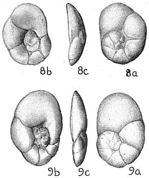 Image of Lamarckina haliotidea (Heron-Allen & Earland 1911)