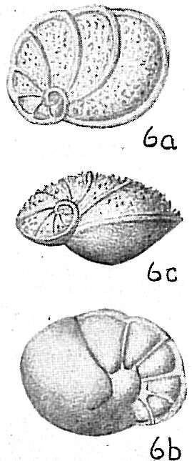 Image of Lamarckina scabra (Brady 1884)