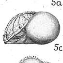 Image of Lamarckina ventricosa (Brady 1884)