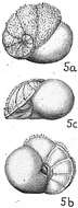 Image of Lamarckina ventricosa (Brady 1884)