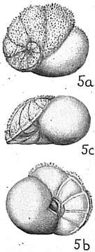 Image of Lamarckina ventricosa (Brady 1884)