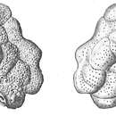 Image of Planopulvinulina dispansa (Brady 1884)