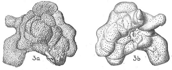 Image of Planopulvinulina dispansa (Brady 1884)