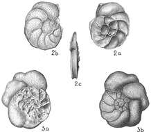 Image of Planulina foveolata (Brady 1884)