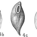 Image of Siphonina bradyana Cushman 1927