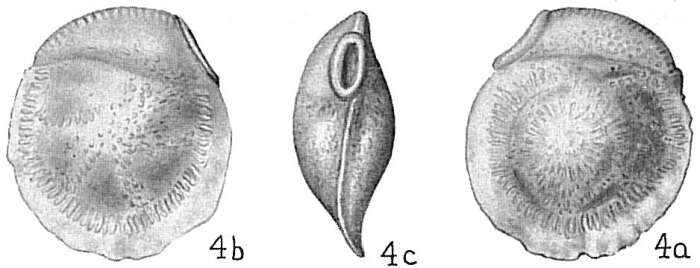 Image of Siphoninidae