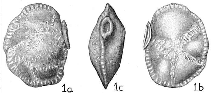 Image of Siphonina reticulata (Cžjžek 1848)