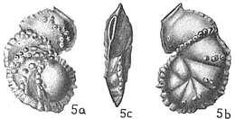 Image of Siphoninella soluta (Brady 1881)