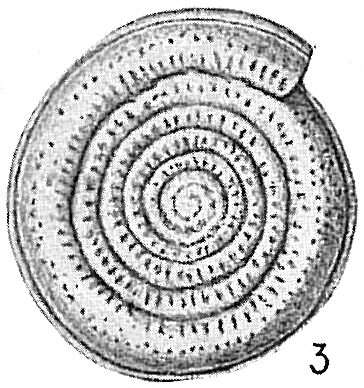 Image of Spirillina Ehrenberg 1843