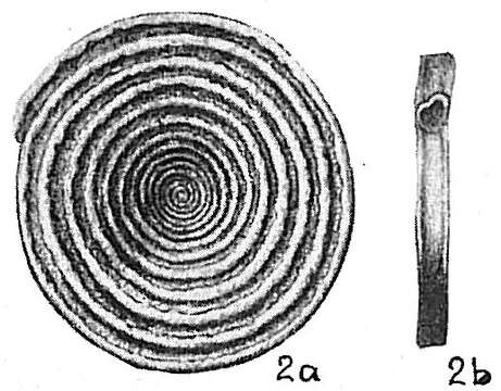 Image of Spirillina limbata Brady 1879