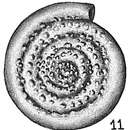 Image of Spirillina margaritifera Williamson 1858