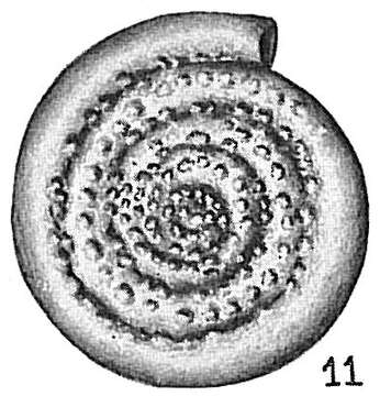 Image of Spirillina margaritifera Williamson 1858