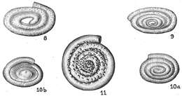 Image of Spirillina obconica Brady 1879