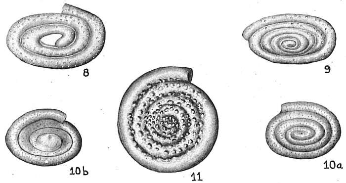 Image of Spirillina obconica Brady 1879