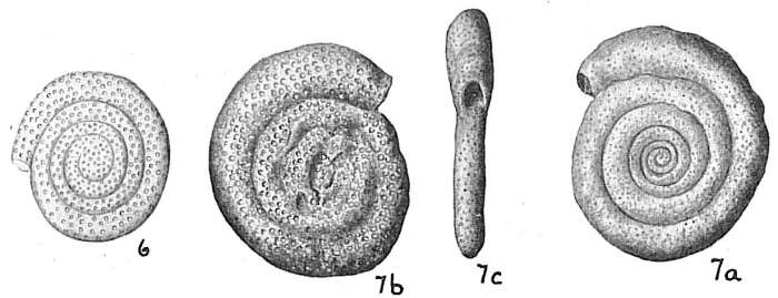 Image of Spirillina perforata (Schultze 1854)