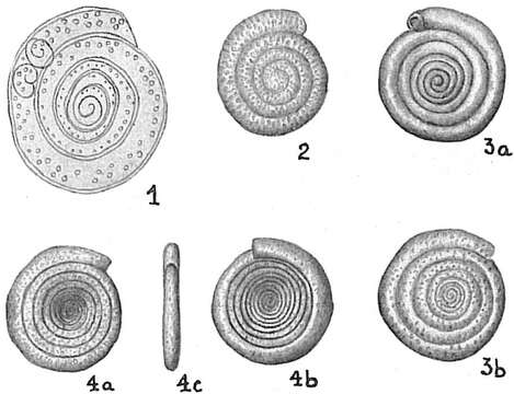 Image of Spirillina vivipara Ehrenberg 1843