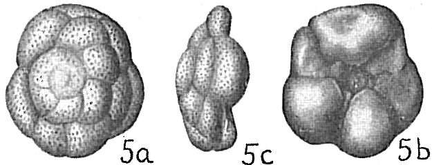 Image of Tretomphalus bulloides (d'Orbigny 1839)