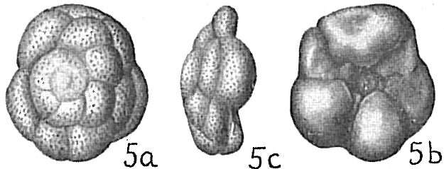 Слика од Tretomphalus bulloides (d'Orbigny 1839)