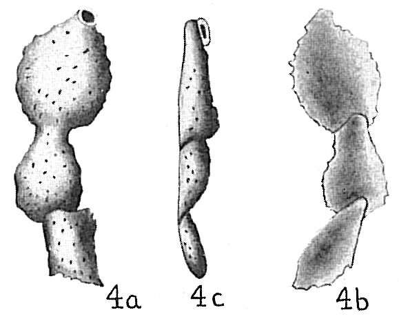 Image of Webbina rugosa d'Orbigny 1839