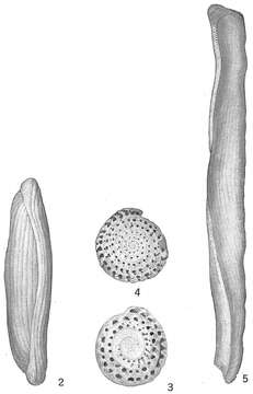 Image of Alveolinella quoyi (d'Orbigny 1826)