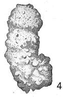 Слика од Ammobaculites agglutinans (d'Orbigny 1846)