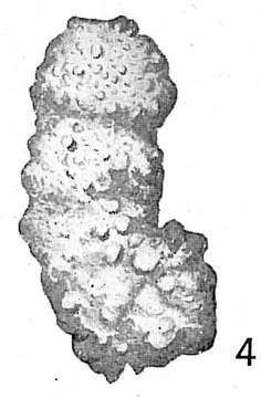 Image of Ammobaculites agglutinans (d'Orbigny 1846)