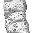 Image of Ammobaculites calcareus (Brady 1884)
