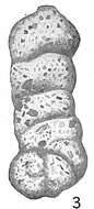 Ammobaculites calcareus (Brady 1884) resmi