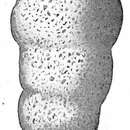 Ammobaculites cylindricus Cushman 1910 resmi