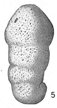 Ammobaculites cylindricus Cushman 1910 resmi