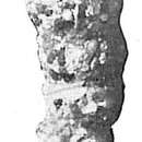 Image of Ammobaculites reophaciformis Cushman 1910