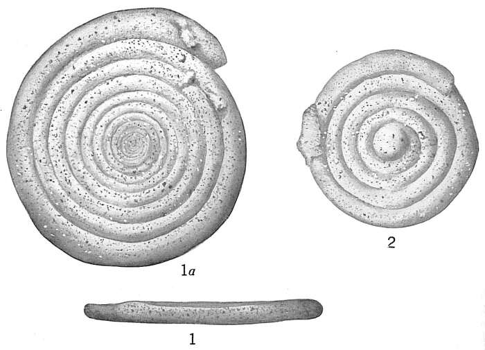 Image of Ammodiscus incertus (d'Orbigny 1839)