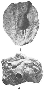 Image of Ammolagena clavata (Jones & Parker 1860)