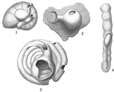 Image of Ammolagena clavata (Jones & Parker 1860)