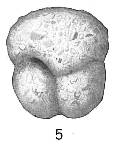 Image of Ammosphaeroidina grandis Cushman 1910