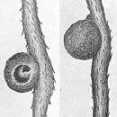 Image of Ammosphaerulina adhaerens Cushman 1912