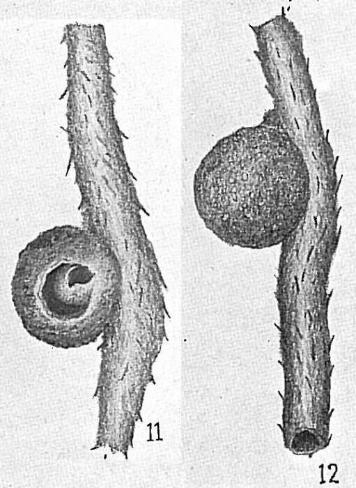 Image of Ammosphaerulina Cushman 1912