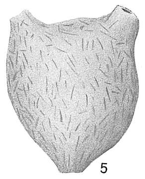 Image of Retaria