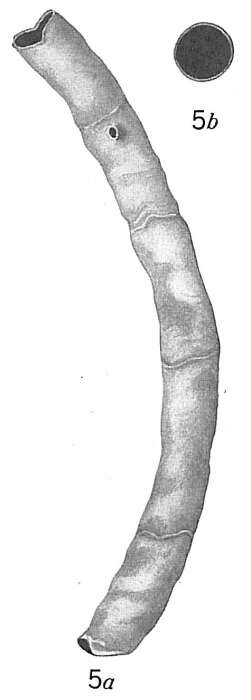 Image of Bathysiphon papyraceus Cushman 1917