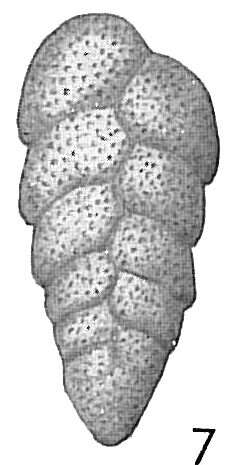 Слика од Bolivina compacta Sidebottom 1905