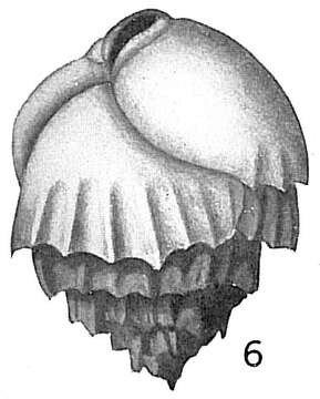 Image of Bulimina inflata Seguenza 1862