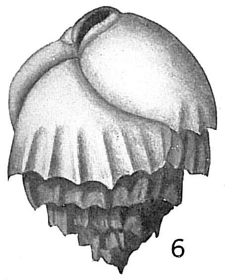 Слика од Bulimina inflata Seguenza 1862