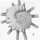 Слика од Calcarina defrancei d'Orbigny 1826