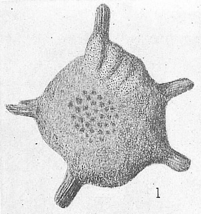 Image of Calcarina d'Orbigny 1826