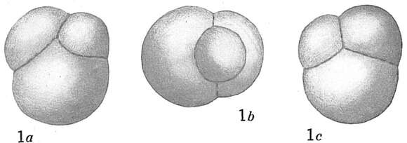 Imagem de Candeina nitida var. triloba Cushman 1921