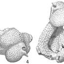 Image of Carpenteria utricularis (Carter 1876)