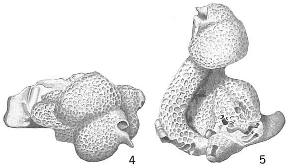 Image of Carpenteria utricularis (Carter 1876)