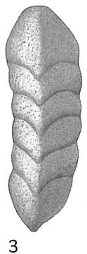 Image of Clavulina angularis d'Orbigny 1826